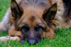 Hund