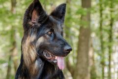 P6091896-Hund