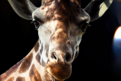 Tierporträt Giraffe
