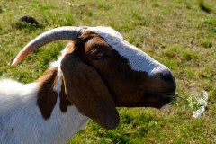 Ziege