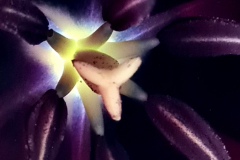1_Tulpe
