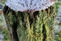 Baumstumpf-mit-Eiskristallen