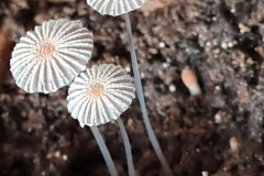 Mini-Pilze