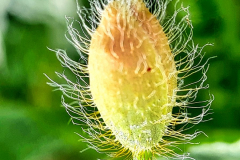 Mohnknospe