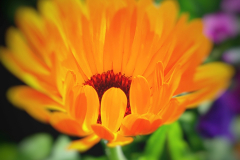 Ringelblume