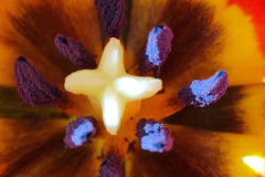 Tulpe