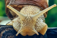 Weinbergschnecke-auf-Futtersuche