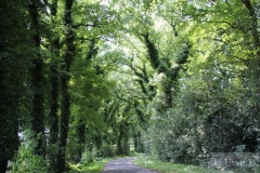 Bäume