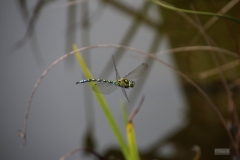 Libelle