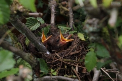 Nest