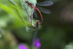 Teichjungfer1