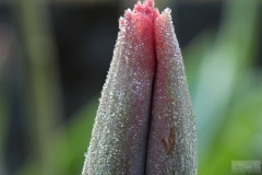 Tulpe