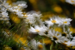 2.Anja_