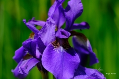 4.Anja_