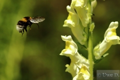 Hummel_2