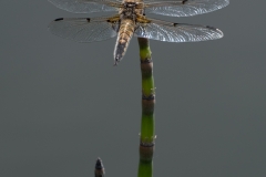 Libelle