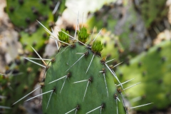 P6010581