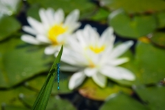P6010693