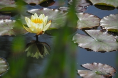 P6010703