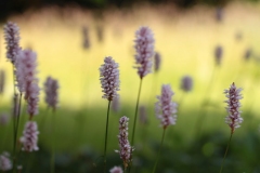 SK-IMG_3752