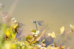 SK-IMG_3760