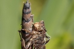 SK-IMG_3836
