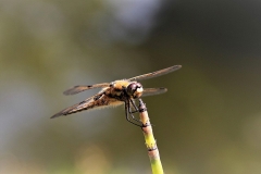 SK-IMG_3840