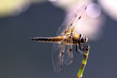 SK-IMG_3845