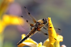SK-IMG_3846