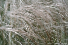 Silbergras