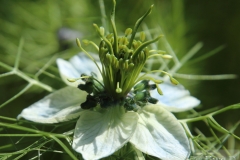 Weiße_Blume